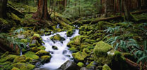 Washington rain forest