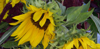 sunflowers